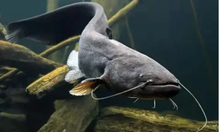 Продам сом речной - фото № 3