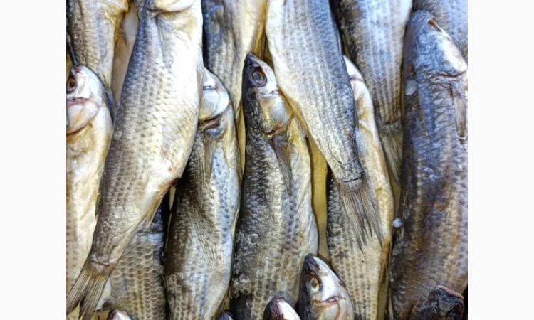 Продам вяленую икряну тарань - фото № 1