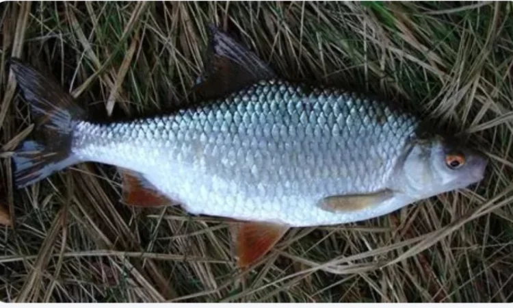 Куплю плотву тарань чехонь - фото № 1