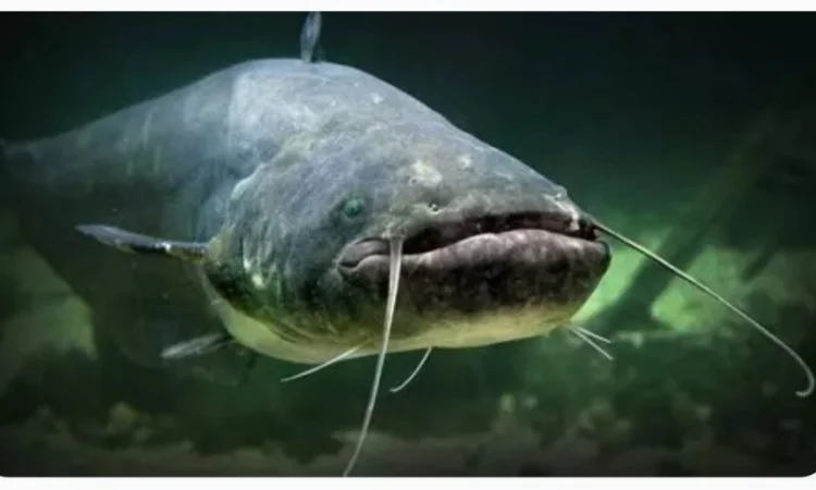 Куплю плотву тарань чехонь - фото № 2