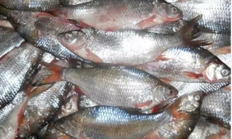 Куплю плотву - фото № 1