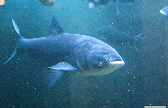 Продам товстолоб 5-, 5+, 10+. Охолоджений, та свіжоморожений. Опт - фото № 1