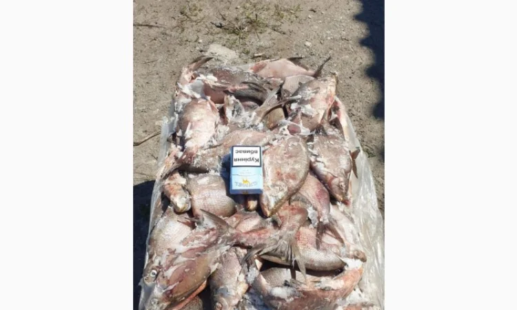 Продается свежемороженая рыба - густера и окунь - фото № 1