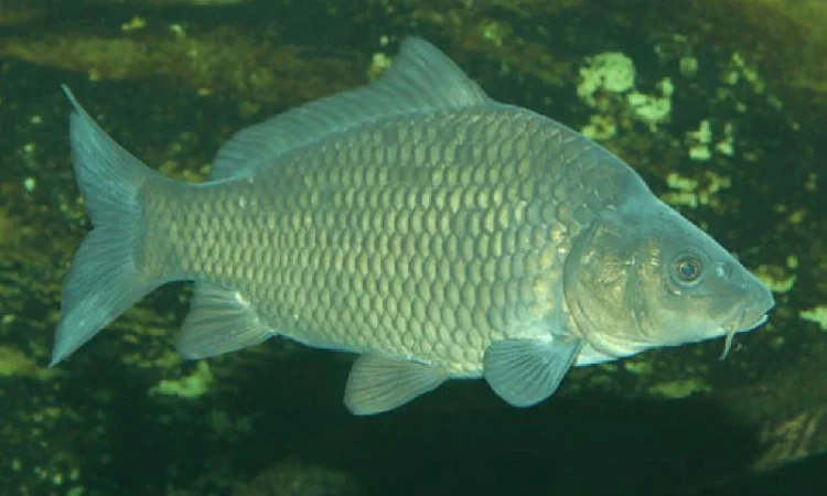 Продам речную рыбу оптом: лещ, судак, тарань, окунь, густера, толстолобик - фото № 1