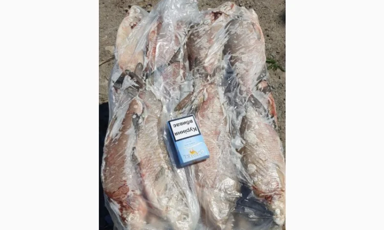 Продам свежемороженую рыбу – лещ, лещ мелкий. Опт - фото № 2