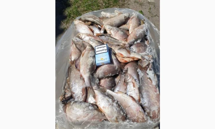 Продам свежемороженую рыбу - тарань, судак. Опт - фото № 1