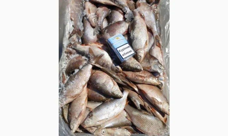 Продам свежемороженую рыбу - тарань, судак. Опт - фото № 2