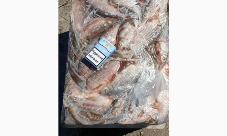 Продам свежемороженую рыбу - тарань, судак. Опт - фото № 3