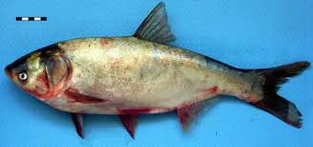 Продам охлажденный и свежемороженый толстолоб 5+, 10+. Опт. Возможна доставка. Если - фото № 1