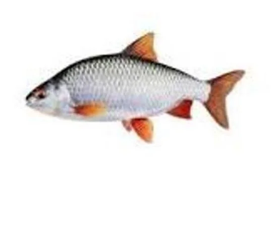 Куплю ставковую рыбу оптом с возможностью самовывоза - фото № 1