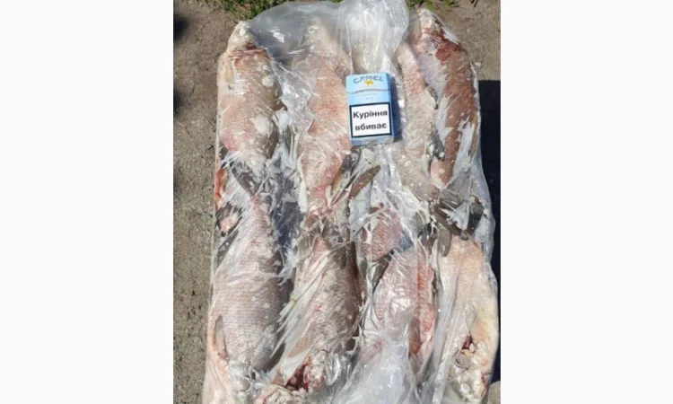 Куплю толстолоба 1+, 5+, 10+ и щуку - фото № 1