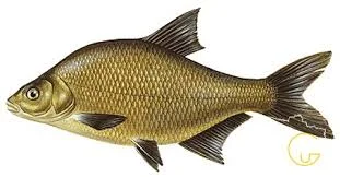 Куплю охлажденную речную рыбу оптом - фото № 1