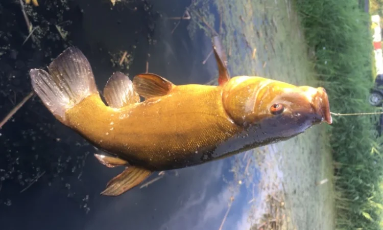 Пропонується товарна прісноводна риба - фото № 1