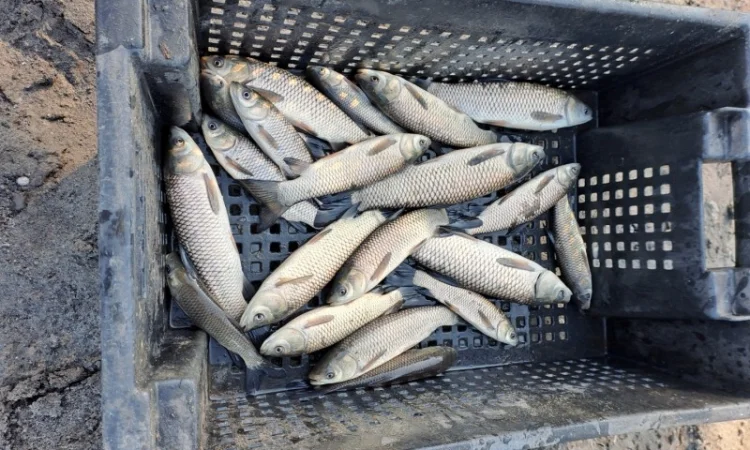 Продам зарибок амура - фото № 1