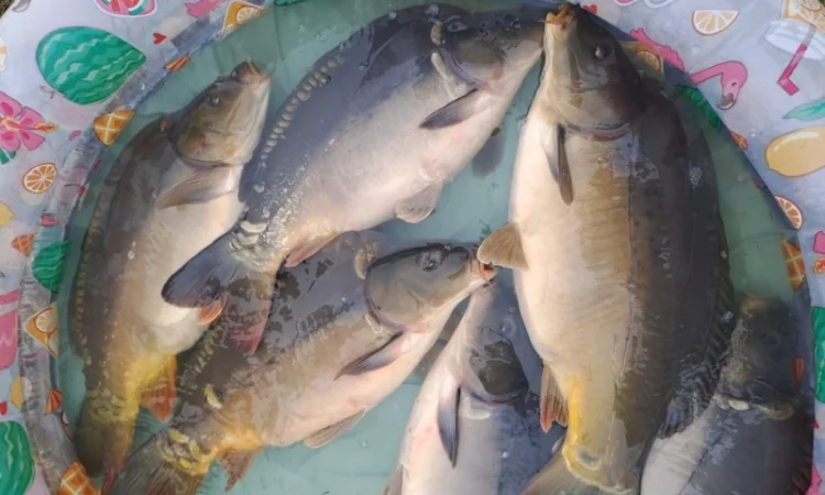 Пропозиція трофейного дзеркального коропа - фото № 10