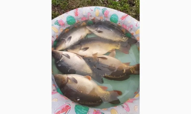 Пропозиція трофейного дзеркального коропа - фото № 11