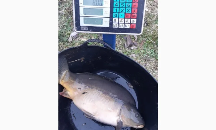 Пропозиція трофейного дзеркального коропа - фото № 12