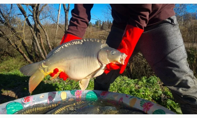 Пропозиція трофейного дзеркального коропа - фото № 2