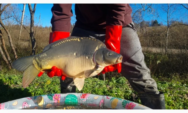 Пропозиція трофейного дзеркального коропа - фото № 5