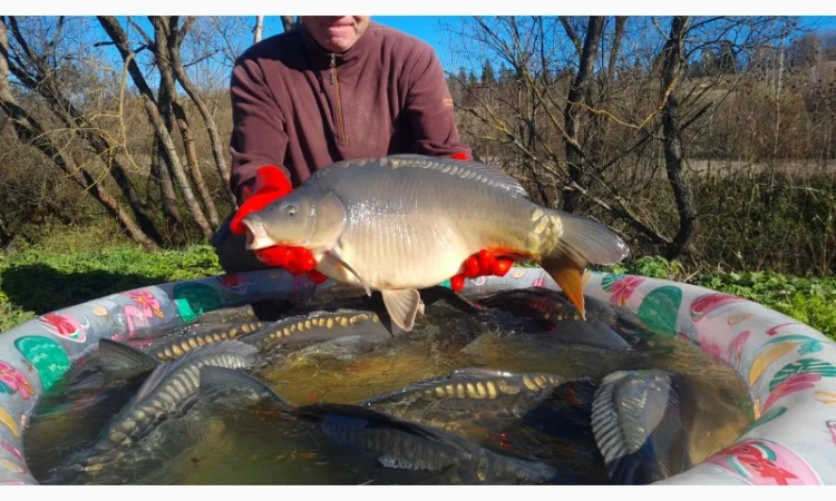 Пропозиція трофейного дзеркального коропа - фото № 6