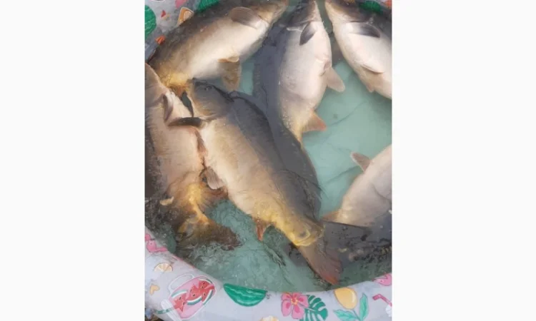 Пропозиція трофейного дзеркального коропа - фото № 7