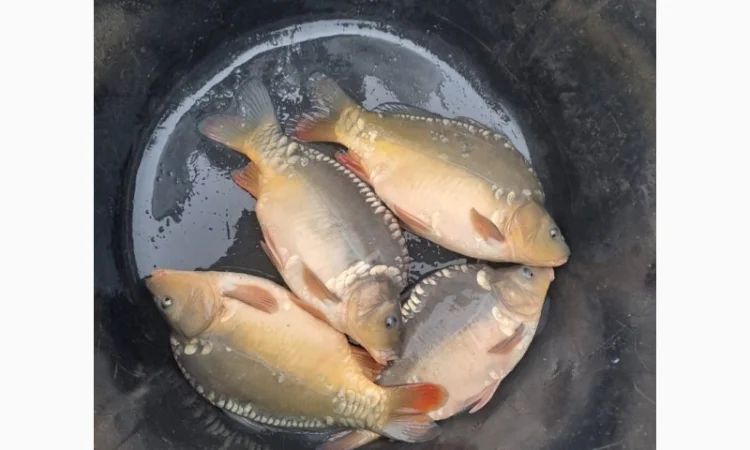 Пропозиція трофейного дзеркального коропа - фото № 8