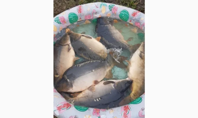 Пропозиція трофейного дзеркального коропа - фото № 9