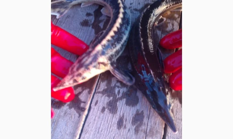 Продается рыба: Русский осётр 1,5+ кг и Стерлядь 300-400 грамм (живая) - фото № 1