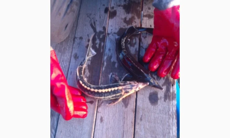 Продается рыба: Русский осётр 1,5+ кг и Стерлядь 300-400 грамм (живая) - фото № 2