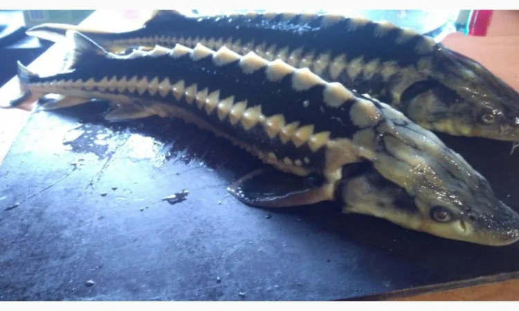 Продается рыба: Русский осётр 1,5+ кг и Стерлядь 300-400 грамм (живая) - фото № 3