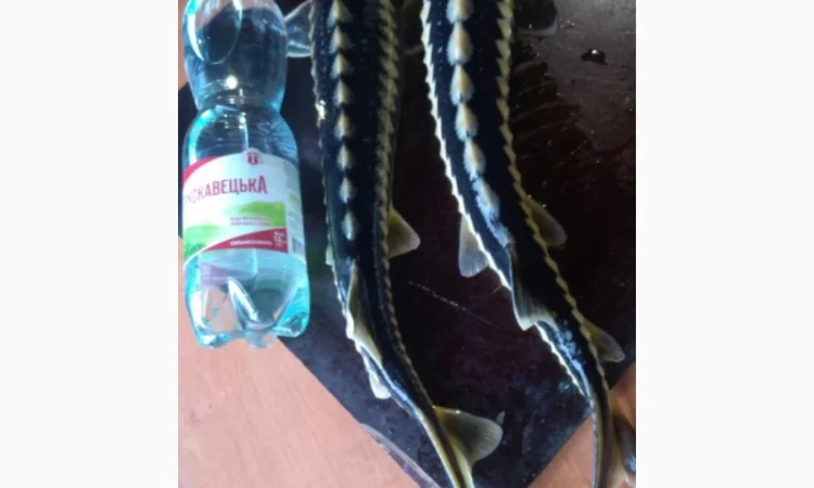 Продается рыба: Русский осётр 1,5+ кг и Стерлядь 300-400 грамм (живая) - фото № 4