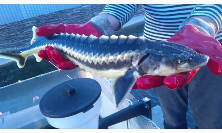 Продается рыба: Русский осётр 1,5+ кг и Стерлядь 300-400 грамм (живая) - фото № 5