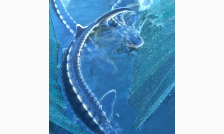 Продается рыба: Русский осётр 1,5+ кг и Стерлядь 300-400 грамм (живая) - фото № 6