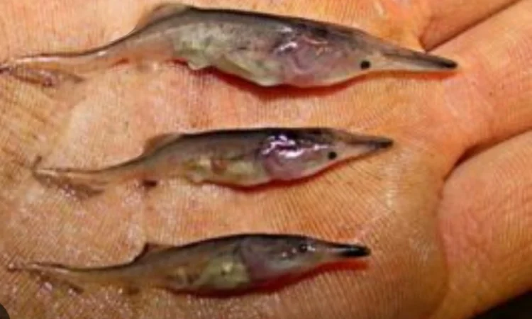 Продается личинка и мальки веслоноса - фото № 1