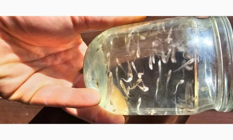 Продается личинка и мальки веслоноса - фото № 2