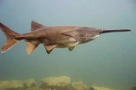 Продается веслонос весом от 3 до 5 кг - фото № 2