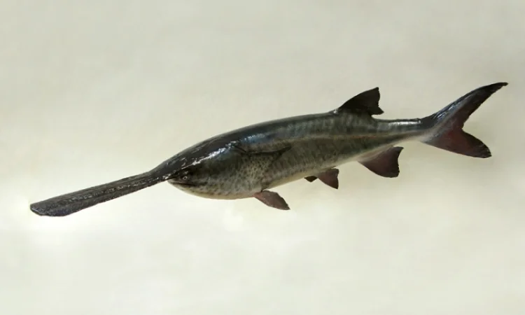 Продается веслонос весом от 3 до 5 кг - фото № 3