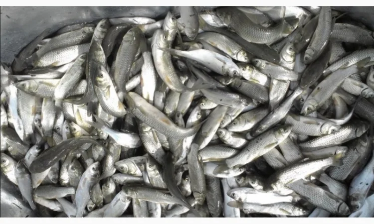 Продам карась товарний для зариблення від виробника - фото № 2