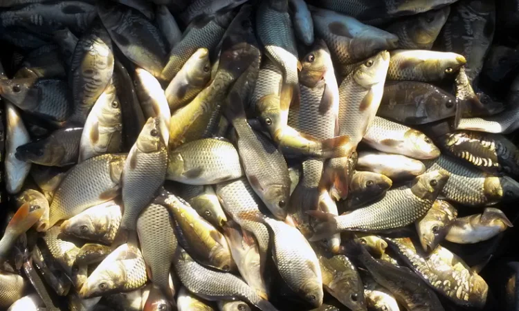 Продам карась товарний для зариблення від виробника - фото № 3