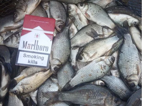 Продам карась товарний для зариблення від виробника - фото № 1