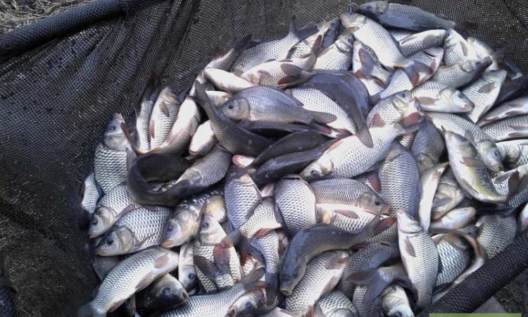 Малек от 35 грн - фото № 1