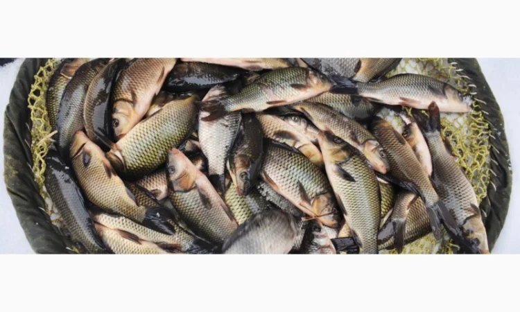 На постоянной основе купим товарную рыбу - фото № 1