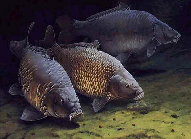 Куплю речную рыбу в обширном ассортименте - фото № 1