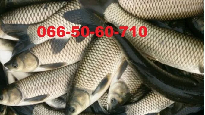 Продам зарыбок (малек) карпа, амура, толстолобика, карася - фото № 1