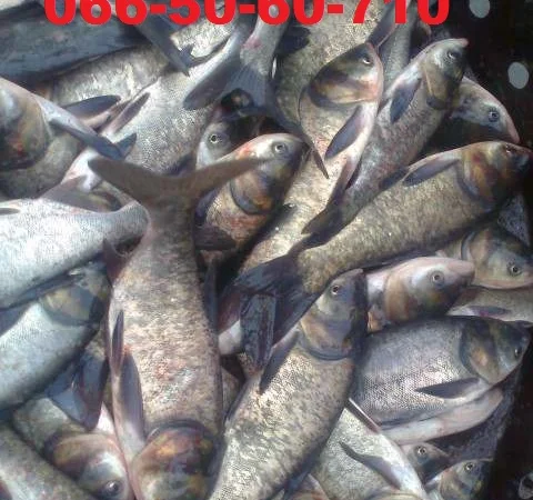 Продам зарыбок (малек) карпа, амура, толстолобика, карася - фото № 2