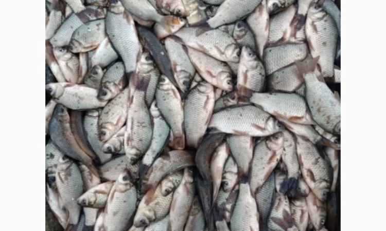 Продам карась оптом - фото № 1