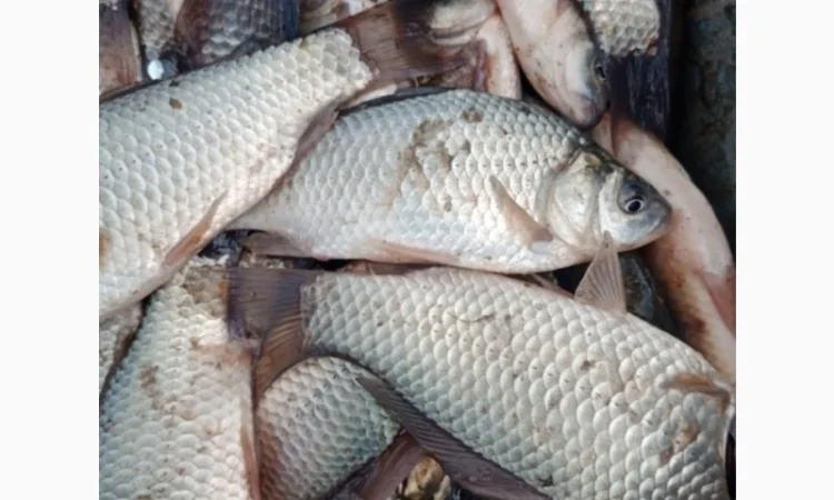 Продам карась оптом - фото № 2