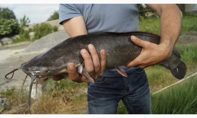 Продам сома клариевого/африканского - фото № 1