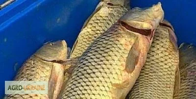 Продаж карпа та інших видів риби оптом - фото № 2
