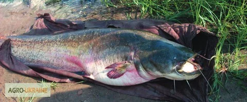 Продам карп, амур, щука, сом, толстолоб 5+, 10+ судак, карась, линок - фото № 2